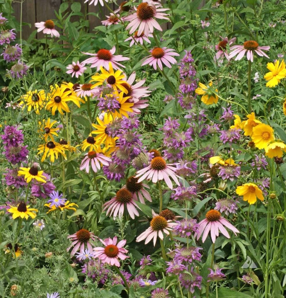 wildflower meadow seed mix