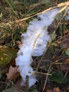 Ice-on-frost-flower-stem750x1000-min