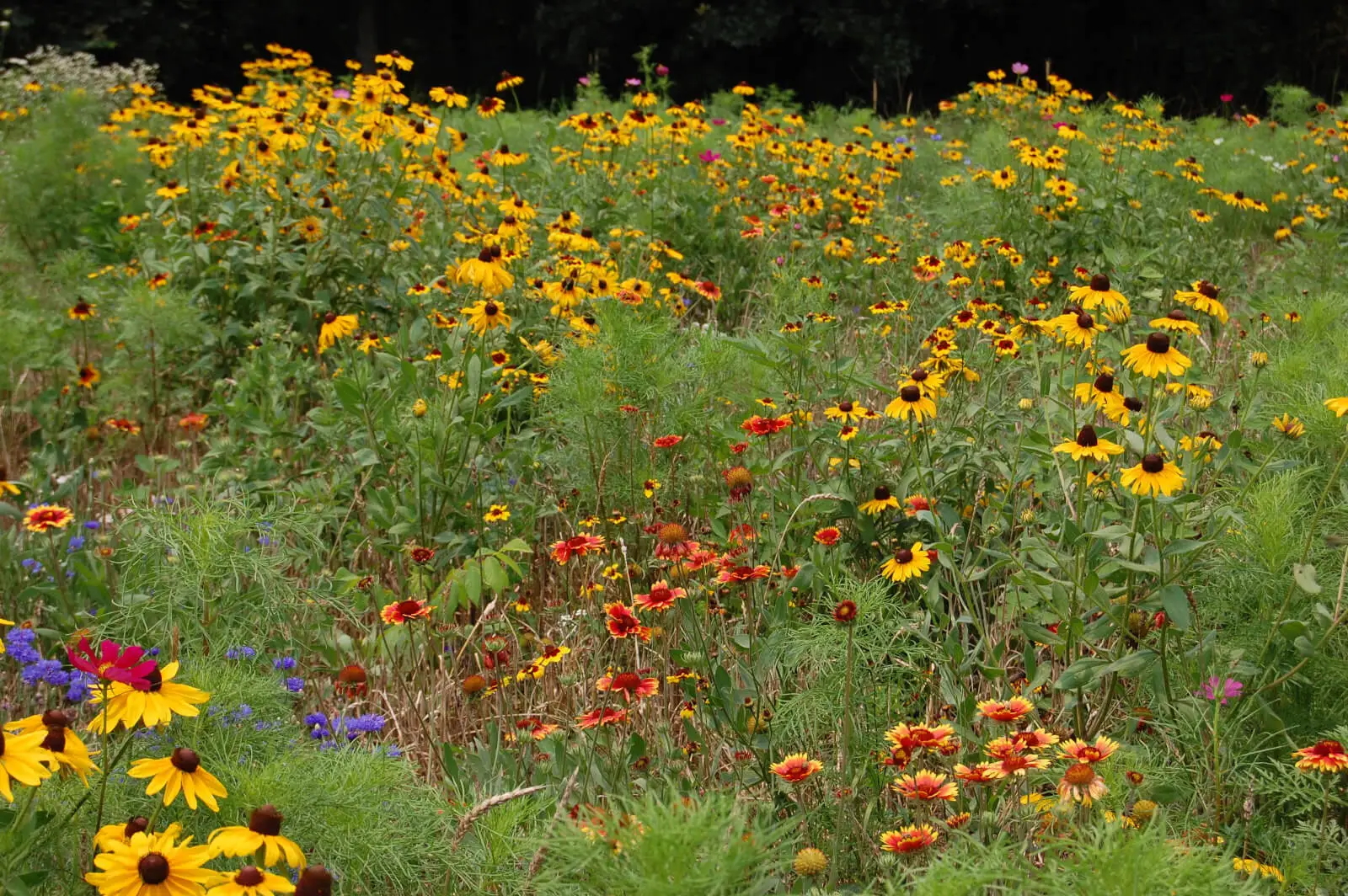 MIXED wildflower meadow