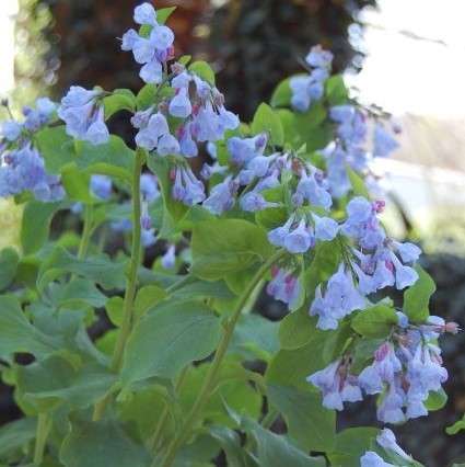 Business Plans in the Natural World