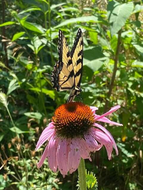 Eastern swallowtail butterfly pollinating a purple coneflower bloom.