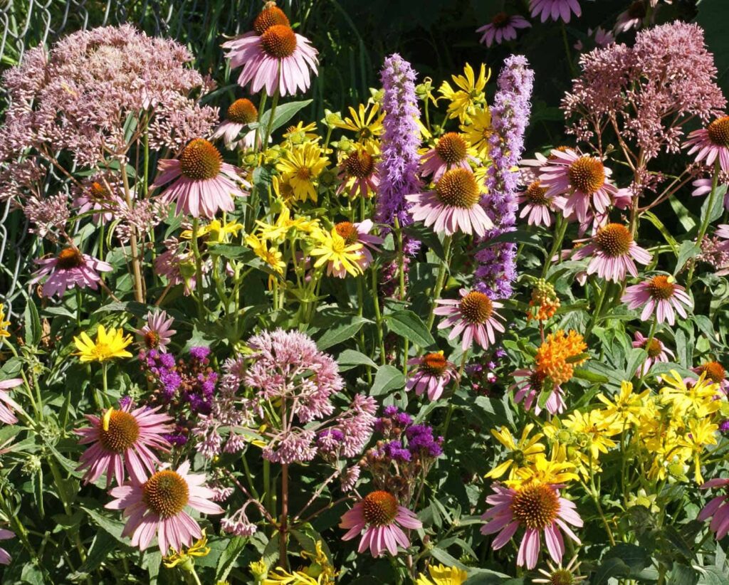 Native Monarch Wildflower Seed Mix