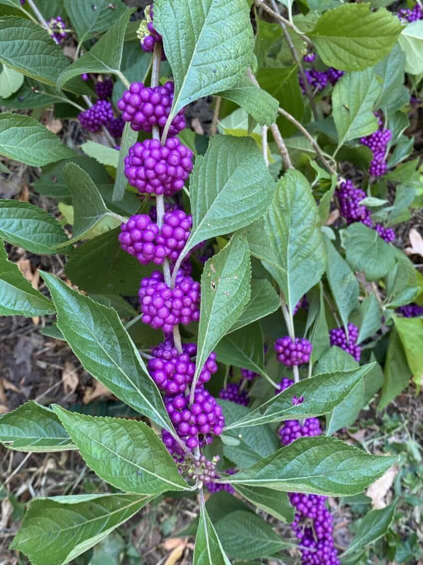 American beautyberry fruiting in the fall.