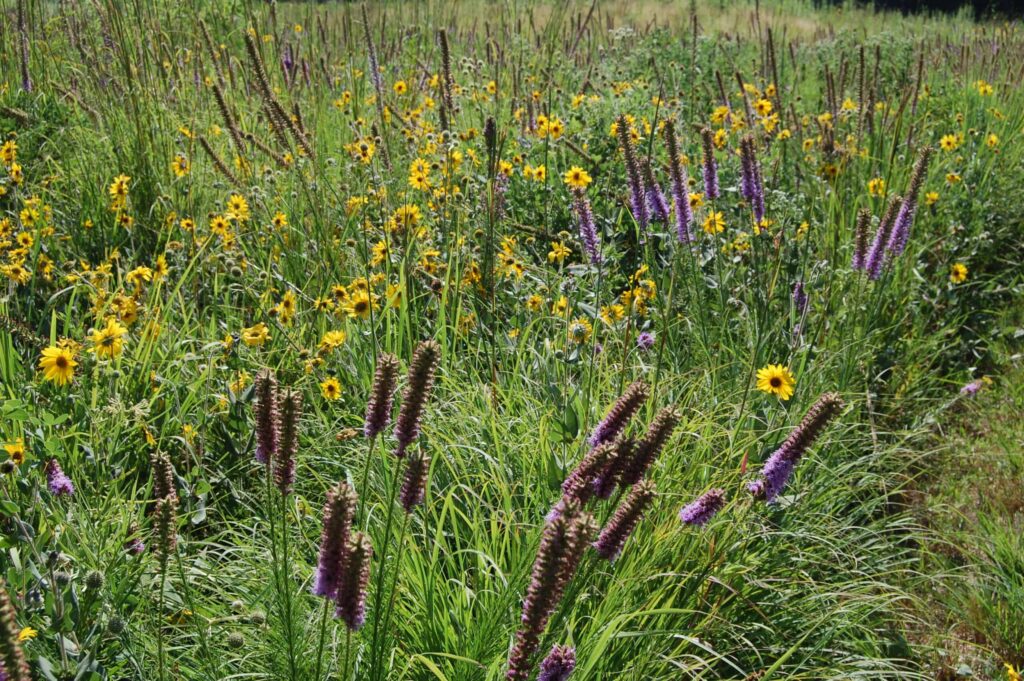 Native urban prairie in Arkansas