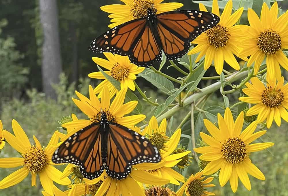 Monarch butterflies on native sunflowers