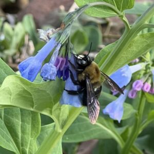 Meet the Pollinators–Eastern Carpenter Bee