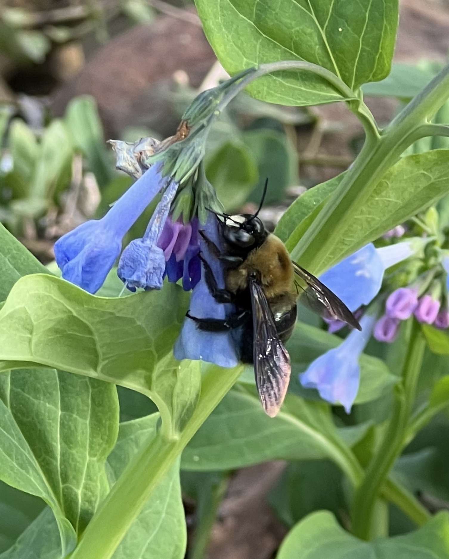 Eastern Carpenter bee pollinating Virginia bluebells.