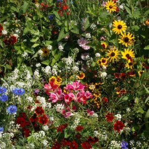 Bird & Butterfly Wildflower Seed Mix