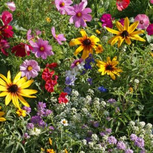 Old Fashion Cottage Garden  Mix