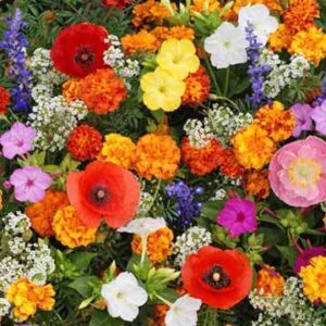Deer Resistant Flower Mix