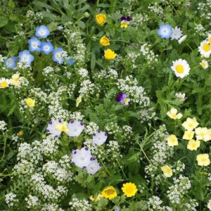 Eco-easy Flower Lawn Alternative