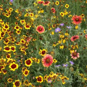 High Plains Native Wildflower Seed Mix