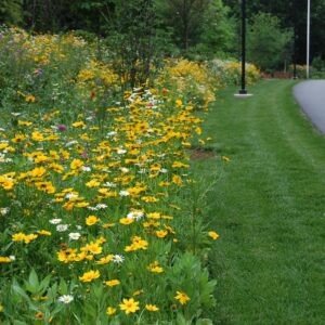 A Smarter, Lower Maintenance Landscape Choice