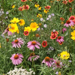 Honeybee Feed Seed Mix