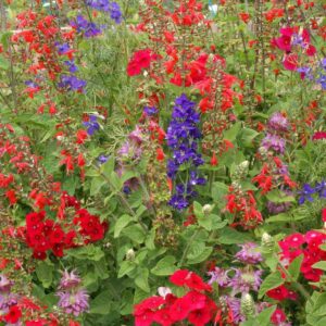 Hummingbird Seed Mix