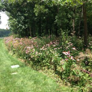 Shady Golf Course Wildflower Mix