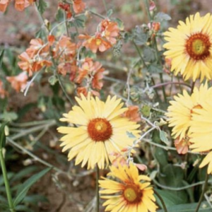 Intermountain Native Wildflower Mix