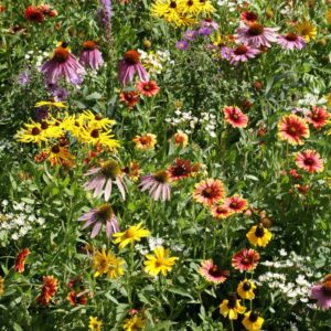 Midwest Native Wildflower Seed Mix
