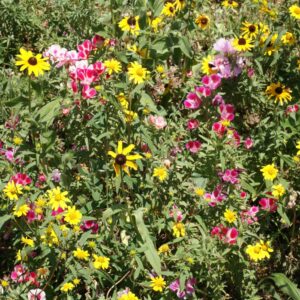 Mountain Native Wildflower Seed Mix