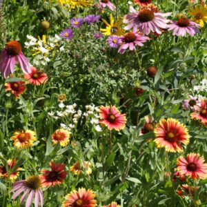Northeast Native Wildflower Mix
