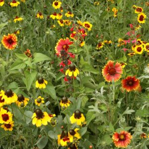Texas Oklahoma Native Wildflower Mix
