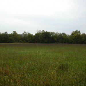 Southeast Native Grass Mix