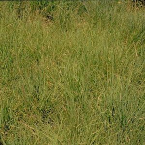Shortgrass Prairie Grass Seed Mix