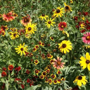 Shortgrass Prairie Wildflower Seed Mix