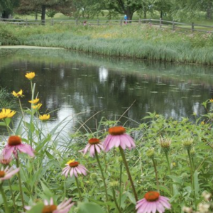 Native Light Shade Seed Mix