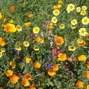 Southwest Native Wildflower Seed Mix