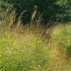 Tallgrass Prairie Grass Mix
