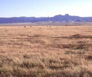 Western Native Grass Seed Mix