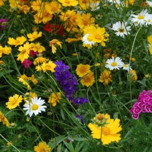 Little Bit Shady Wildflower Seed Mix