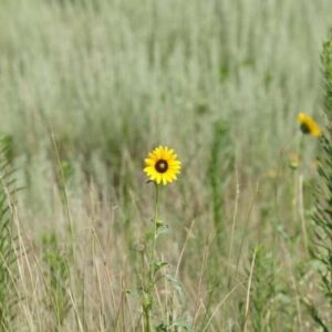 High Mountain Native Grass Mix