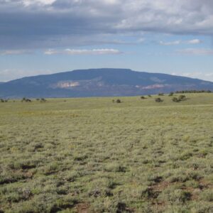 Southwest Native Grass Seed Mix