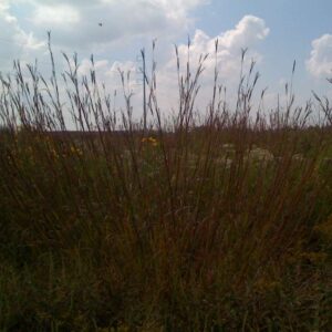 Northeast Native Grass Mix