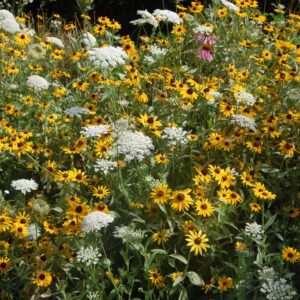 Why Native Wildflower Seed Mixes Cost More and Why They Save Money Over Time